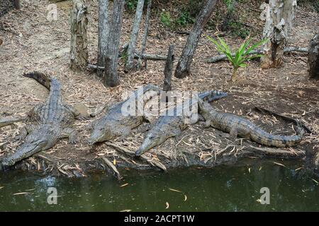 Group of Freshwater crocodiles (Crocodylus johnsoni) lying close to a freshwater pond Stock Photo