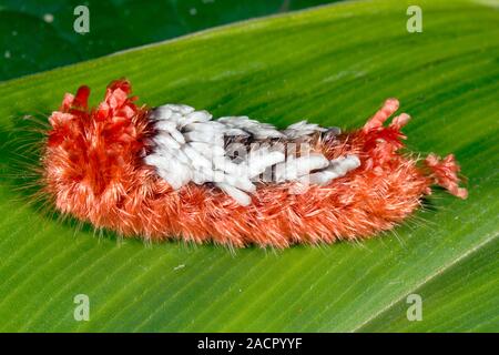 Shag-carpet caterpillar on a leaf. The Shag-carpet caterpillar is the larva of the Prothysana felderi moth and is found from Mexico, south to Panama a Stock Photo
