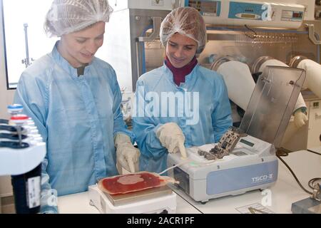 This is a real situation. Image not to be used in a defamatory context. Clinical research facility. Lab technicians working with blood plasma at a cel Stock Photo