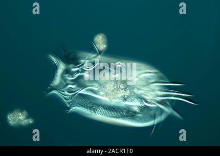 Hypotrich protozoan. Differential interference contrast (DIC) light micrograph of a Euplotes sp. hypotrich ciliate protozoan. Magnification: x280 when Stock Photo