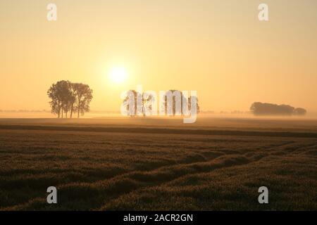 Sunrise over the field with trees surrounded by mist. Photo taken in June. Stock Photo