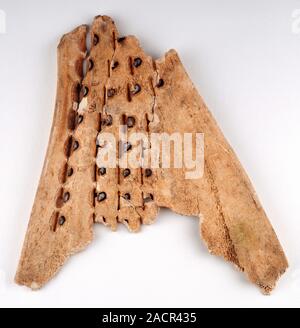 Chinese oracle bone. Marks on an ox bone used by diviners in China to produce oracles (predict future events). This oracle bone dates from the time of Stock Photo