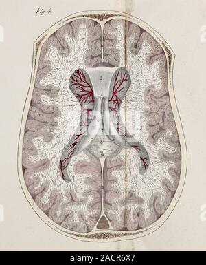 Brain cross-section. 19th-century anatomical illustration of an axial cross-section through a human brain. The shaded structures at centre are the bra Stock Photo