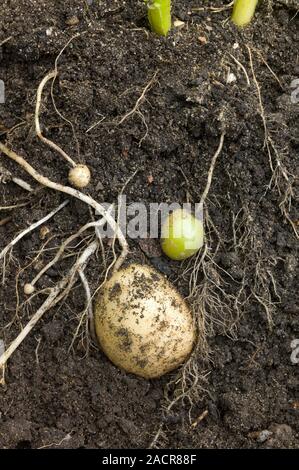 The potato, Solanum tuberosum is a staple food in temperate regions. It originated at high altitudein the Andes. The plant grows from buds (eyes) that Stock Photo