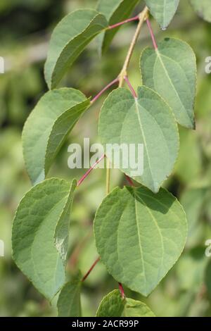 Heart shaped leaves of Cercidiphyllum japonicum pendulum - weeping Katsura tree - in late summer. AGM Stock Photo