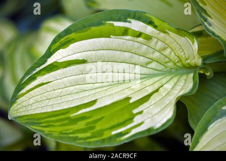 Single leaf of Plantain Lily (Hosta sp.). Stock Photo