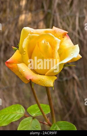 Rose (Rosa 'Arthur Bell') flowering in summer. Stock Photo