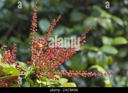 Mahonia nitens 'Cabaret' evergreen shrub,  displaying distinctive deep orange racemes in late summer - September. UK. AGM Stock Photo