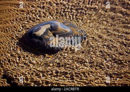 Tidal ripples around boulder. Boulder on a sandy beach, with sunlight, wind, and the tidal flow of water giving rise to ripples in the surrounding poo Stock Photo