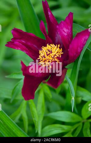 Peony (Paeonia lactiflora) in flower. Stock Photo
