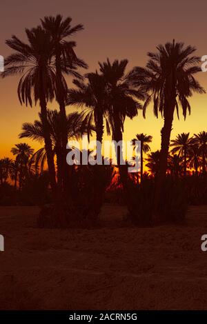 Date palms with sunset in Morocco Stock Photo