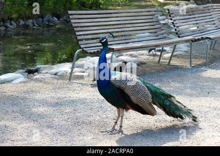Peafowl is walking in the city park Stock Photo