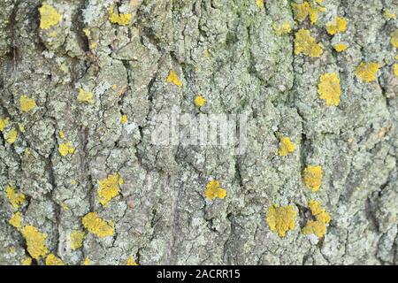 Yellow mold on the tree bark. Texture. Stock Photo