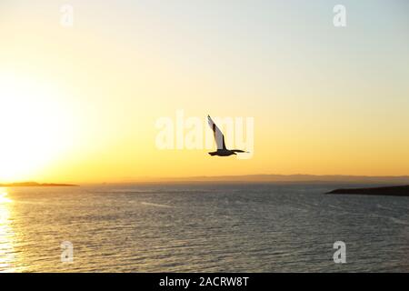 Silhouette of seagulls flying at sunset Stock Photo