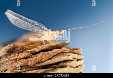 Green lacewing (Chrysopa sp.) on a rock. Chrysopa sp. lacewings are common in much of North America, Europe and Asia. Stock Photo