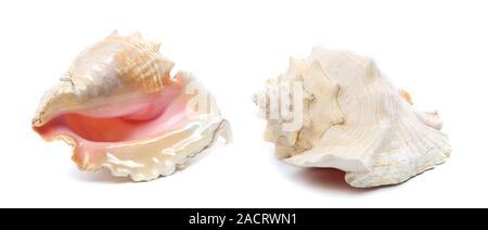 Two sea shells isolated on a white background Stock Photo