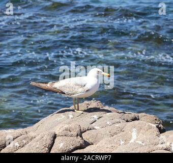 seagull sitting on a rock Stock Photo