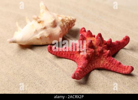 Red starfish and shell on sandy background Stock Photo