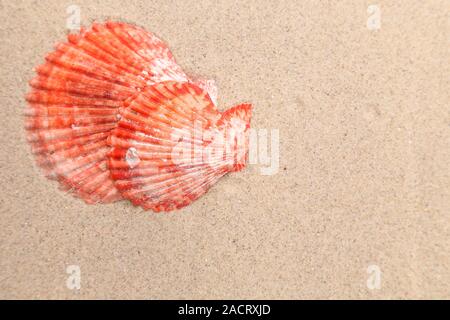 Red shell on a sandy background. Stock Photo