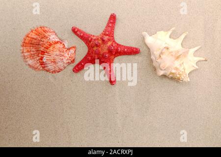 Red starfish and shells on sandy background Stock Photo