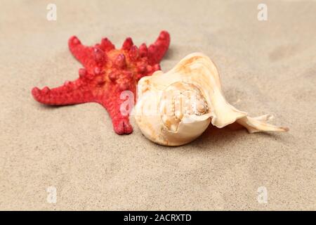 Red starfish and shell on sandy background Stock Photo
