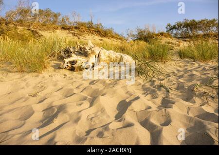 dry beautiful snag on the sand, an old tree in the sunset Stock Photo
