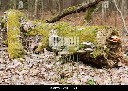 moss and chaga mushrooms on a fallen tree, tree trunk covered with lichen Stock Photo