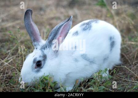 Close up head of rabbit Stock Photo