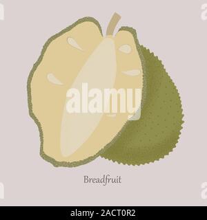 Breadfruitl exotic juicy fruit whole and cut. Stock Vector