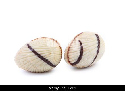 Chocolate seashells. Stock Photo