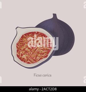 Ficus carica, figs berry whole and cut in half . Stock Vector