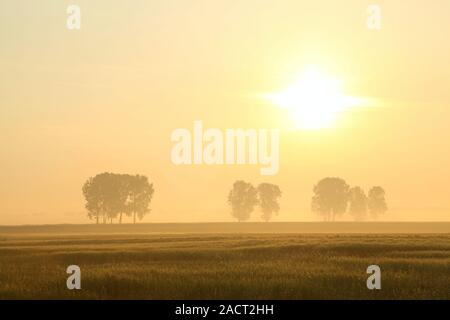 Sunrise over the field with trees surrounded by mist. Photo taken in June. Stock Photo