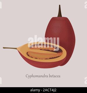 Cyphomandra betacea, tamarillo exotic fruit whole and cut. Stock Vector