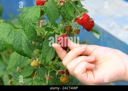 Hand hold ripening raspberry on the bush. Stock Photo