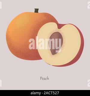 Ripe fruit peach cut in half and whole. Stock Vector