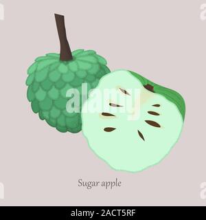 Sugar apple or custard apple whole and slice apple isolated on gray background. Stock Vector