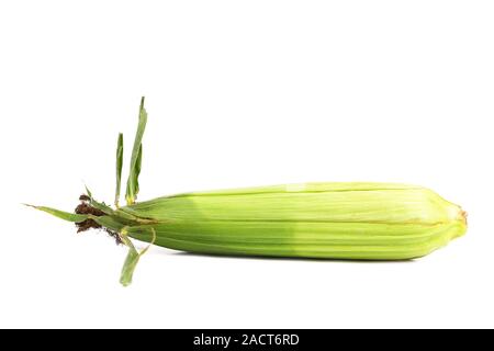 Closed corncob isolated on white background Stock Photo