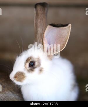 White rabbit with blask spots. Stock Photo