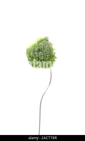 broccoli floret on a fork Stock Photo