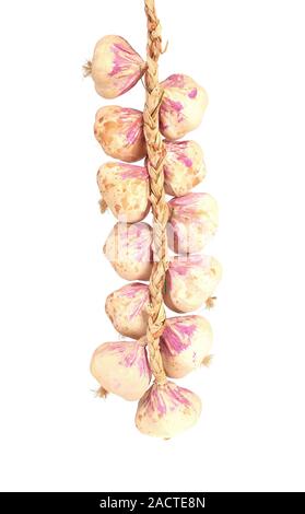 Plait of garlics. Stock Photo