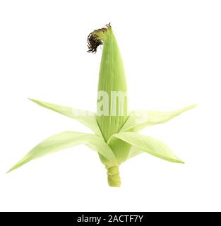 Top of closed corncob. Stock Photo