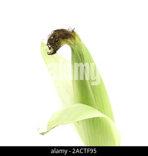 Top closed corncob. Stock Photo