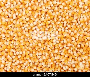 Close up of golden corn grains. Stock Photo