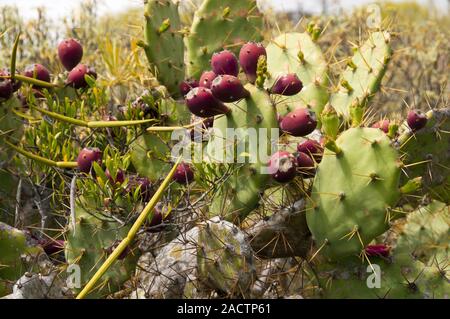 Prickly pear (Opuntia ficus-indica) with fruits Stock Photo