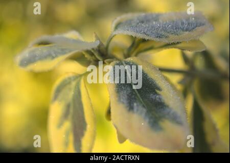 Close up Euonymus Plant (emerald 'n' gold) plant with morning frost and ice. Stock Photo