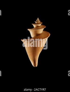 Sea snail shell. Shell of a Thatcheria mirabilis sea snail. This marine gastropod mollusc is found in the Solomon Islands, Pacific Ocean. This specime Stock Photo