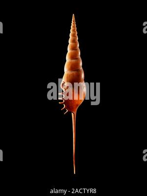 Conch shell. Shell of a conch (Tibia fusus) sea snail. This species of marine gastropod mollusc is found in the Indo-Pacific. This specimen measures 1 Stock Photo