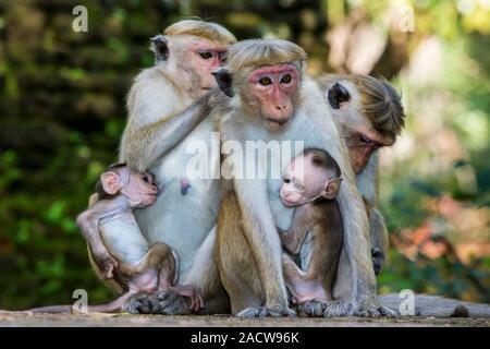 Toque macaque (Macaca sinica) family. This Old World monkey is endemic to Sri Lanka where it lives in troops of around 20 individuals. Males can weigh Stock Photo