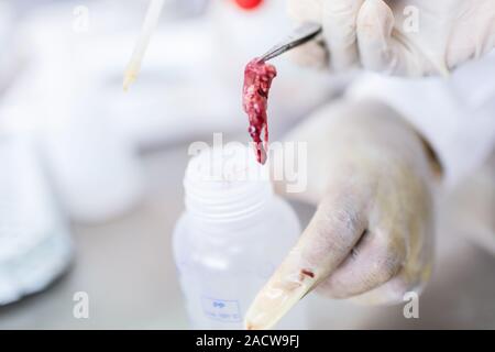 Fish interior to be tested in laboratory, quality test Stock Photo - Alamy