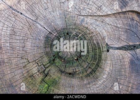 Surface texture of old and rotten sawn stump covered with moss Stock Photo